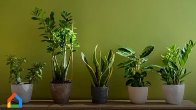 مزایای نگهداری از گیاهان طبیعی در خوابگاه