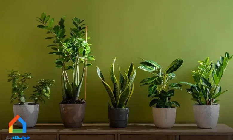مزایای نگهداری از گیاهان طبیعی در خوابگاه